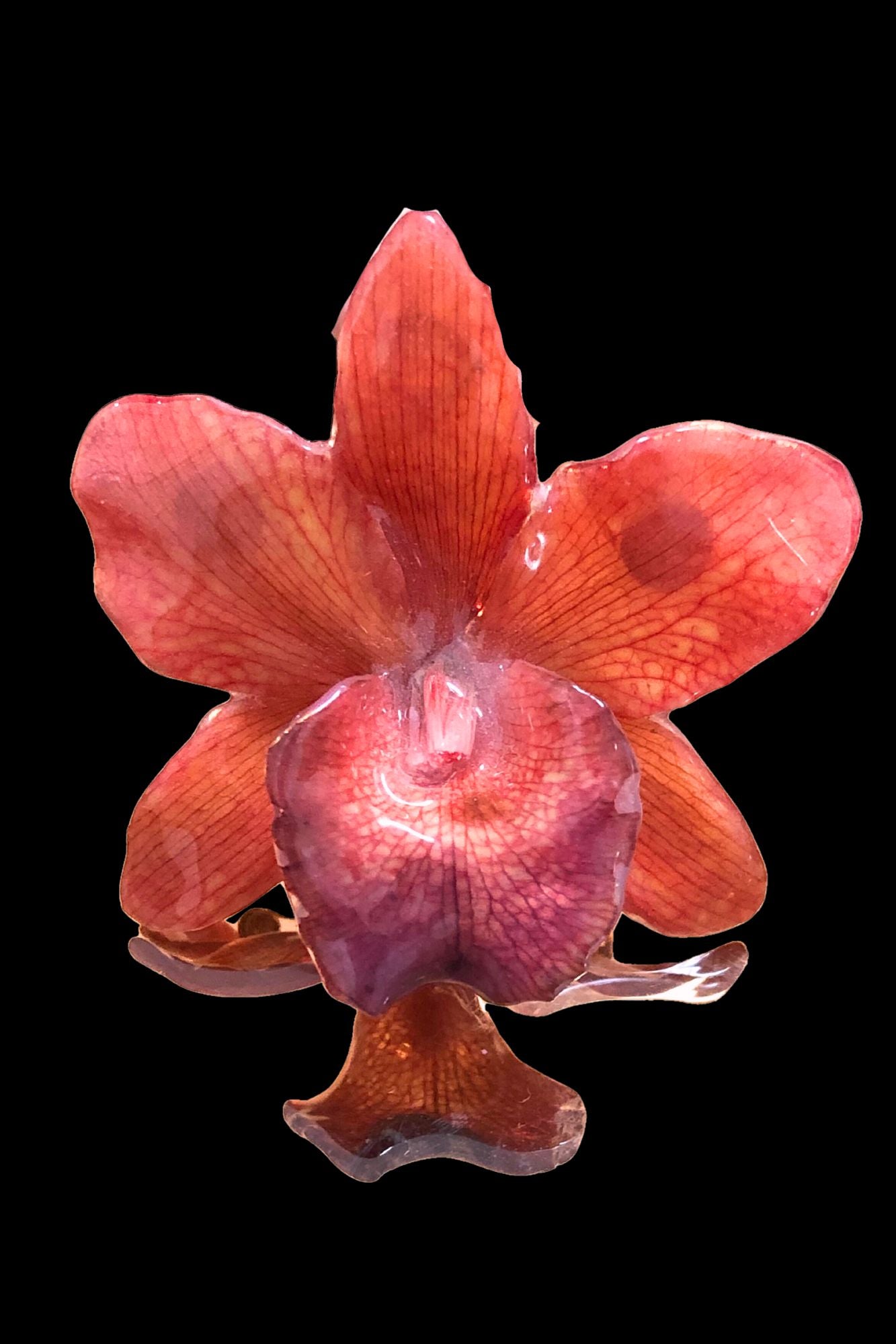 Broche Cattleya naranja