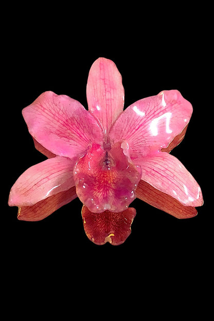 Broche Cattleya rosa